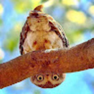 Meet your Posher, Rayla